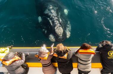 Qué hacer en Puerto Madryn en 3 días (excursiones recomendadas)